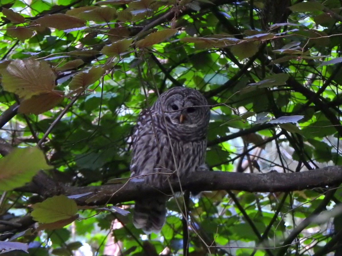 Barred Owl - ML620696315