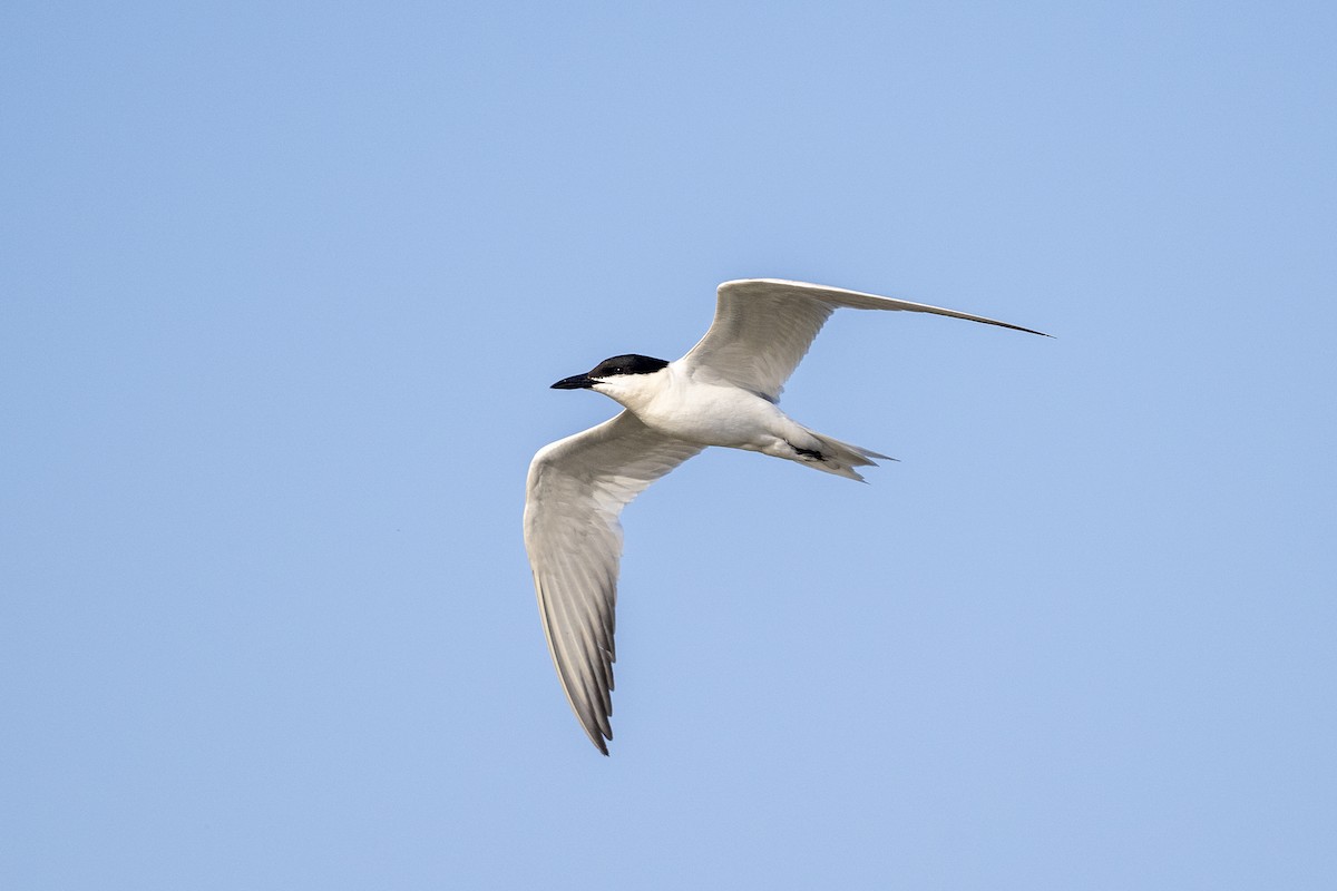 Gull-billed Tern - ML620696317