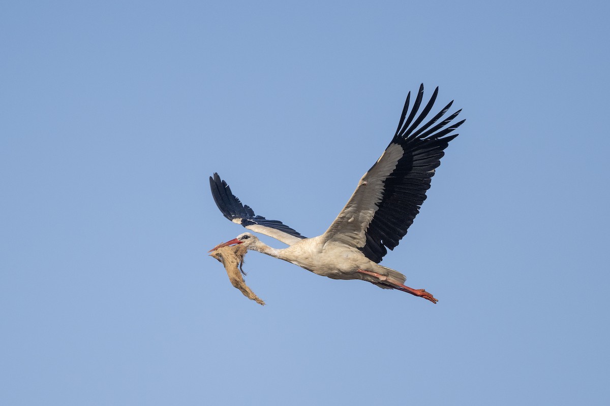 White Stork - Mehmet ertan Tiryaki