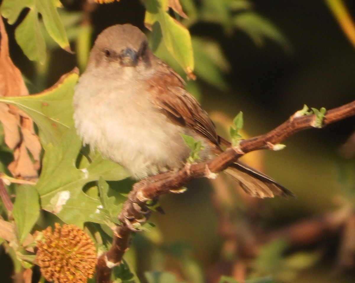 Northern Gray-headed Sparrow - ML620696320