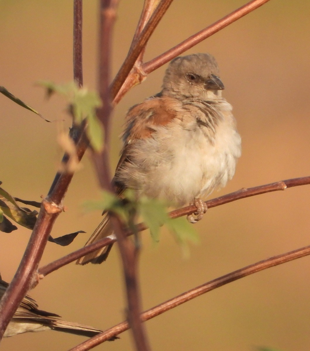 Northern Gray-headed Sparrow - ML620696321