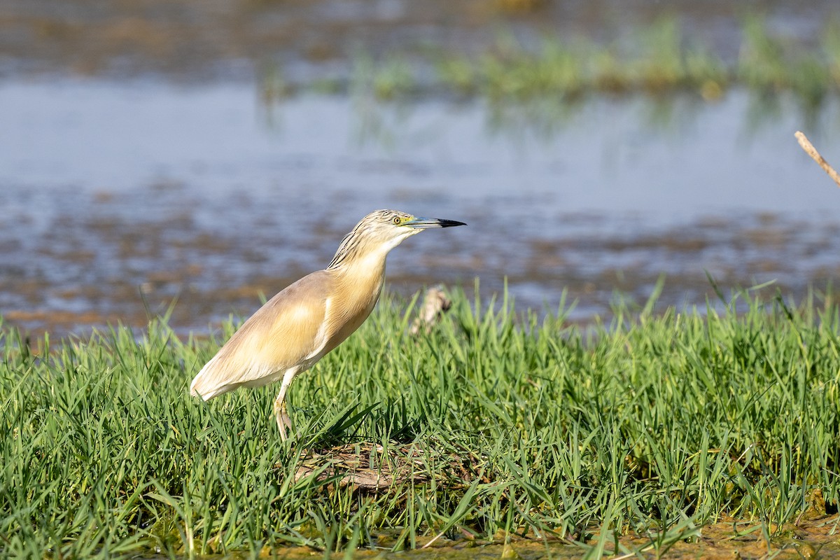 Squacco Heron - ML620696322