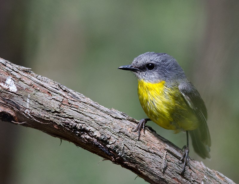 Eastern Yellow Robin - Tim Bawden