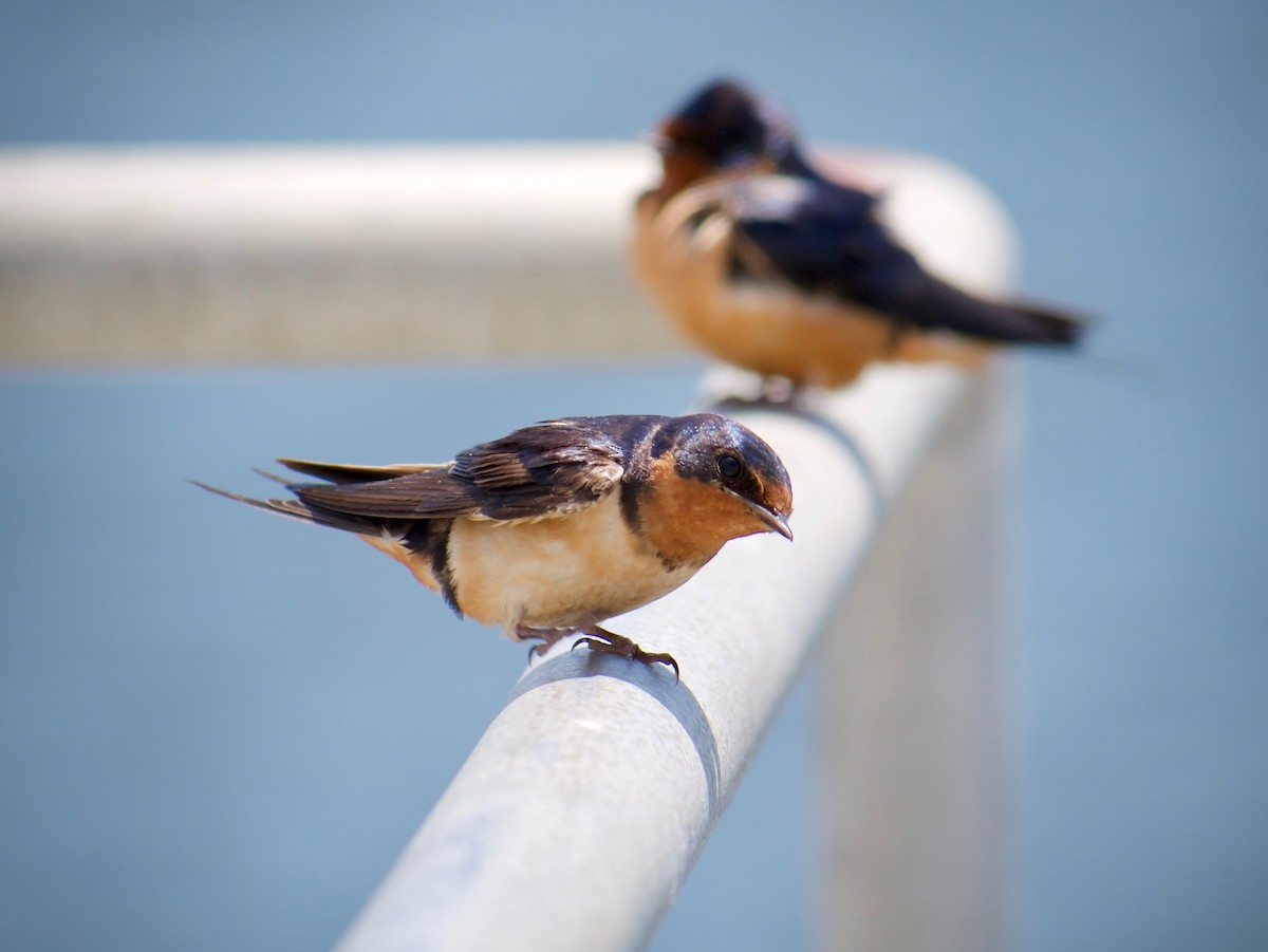 Barn Swallow - ML620696324