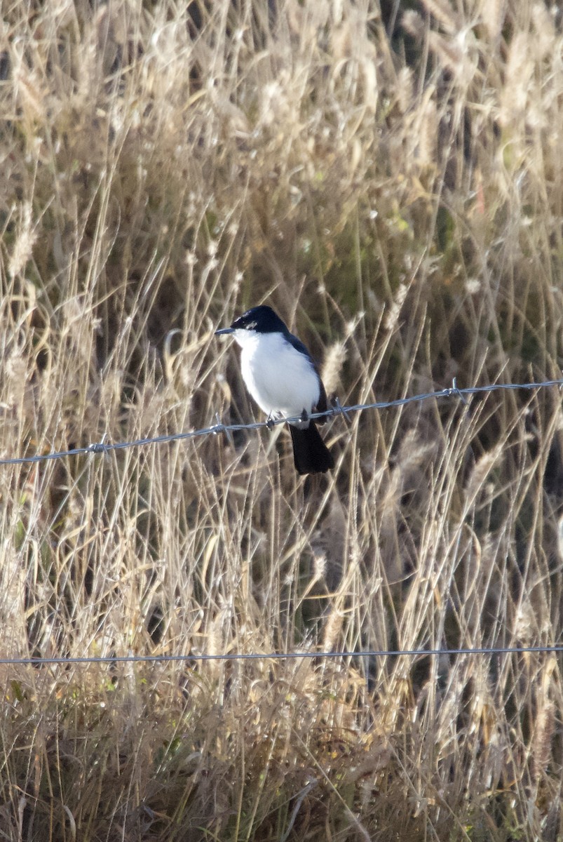 Restless Flycatcher - ML620696328