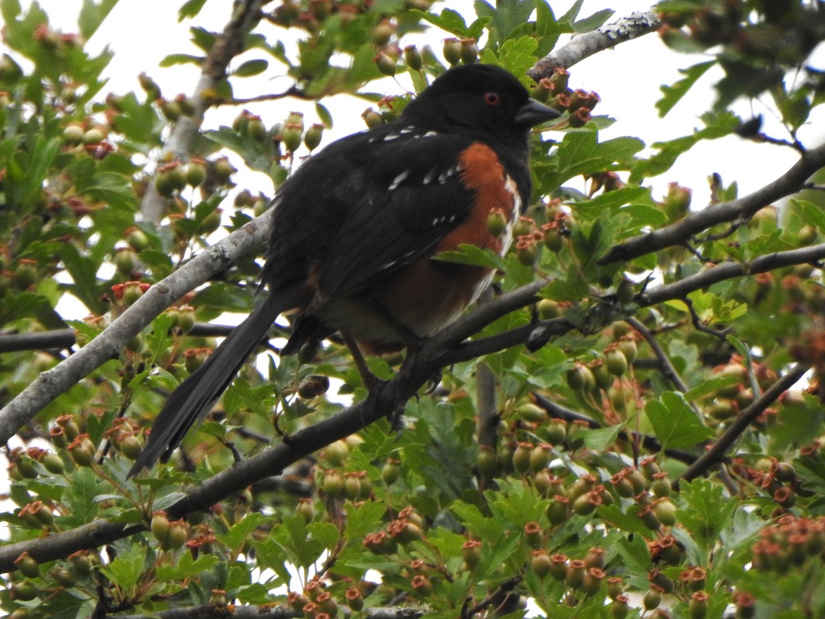 Spotted Towhee - ML620696329