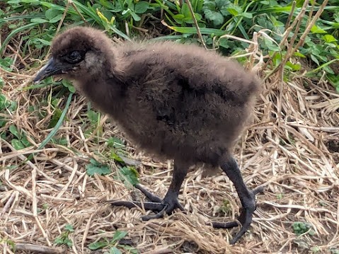 Rascón Weka - ML620696330