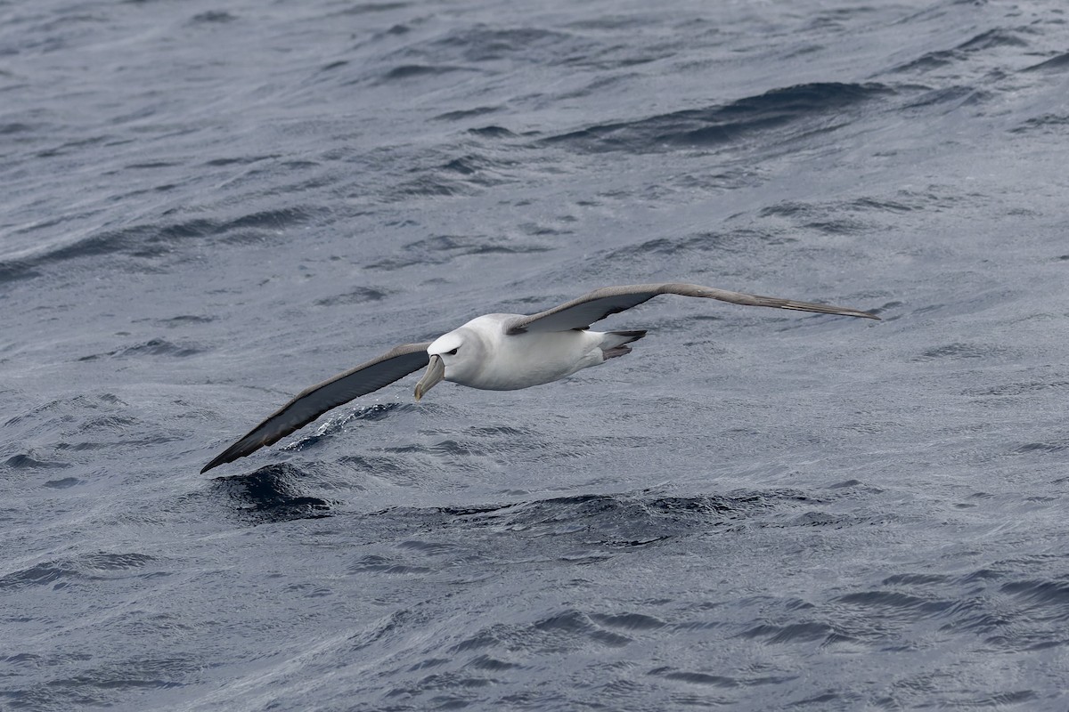 White-capped Albatross - Richard Webber