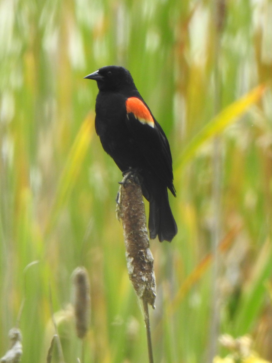 Red-winged Blackbird - ML620696338