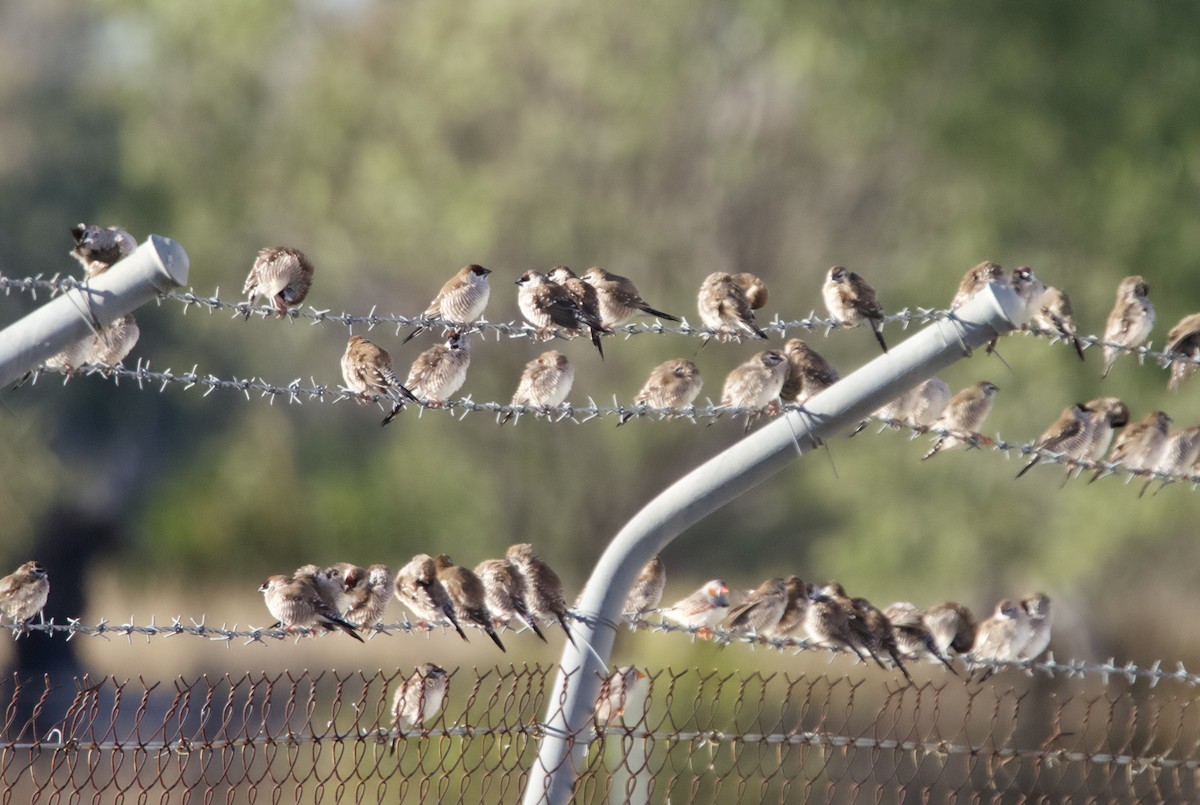 Plum-headed Finch - ML620696339