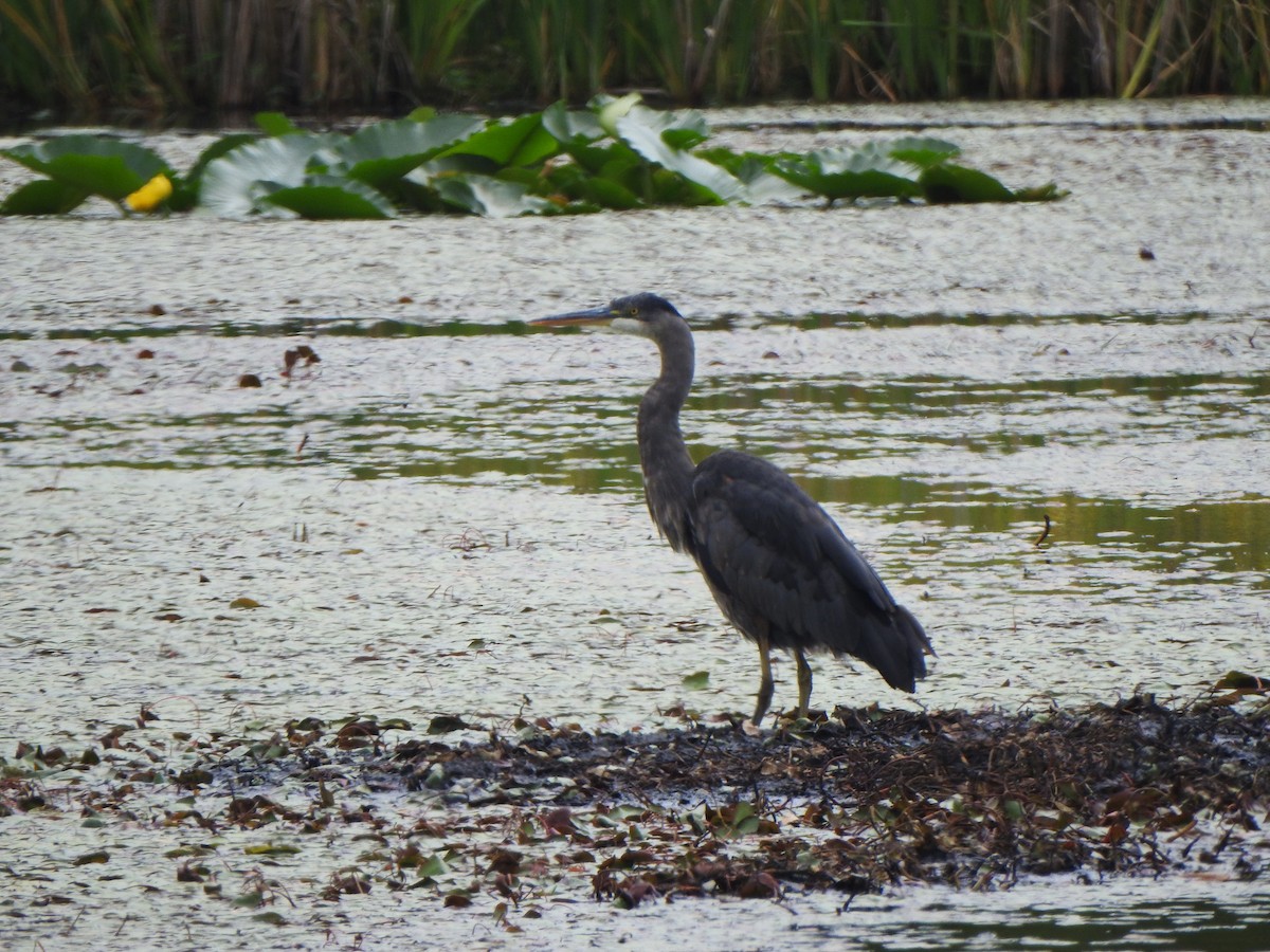 Great Blue Heron - ML620696344