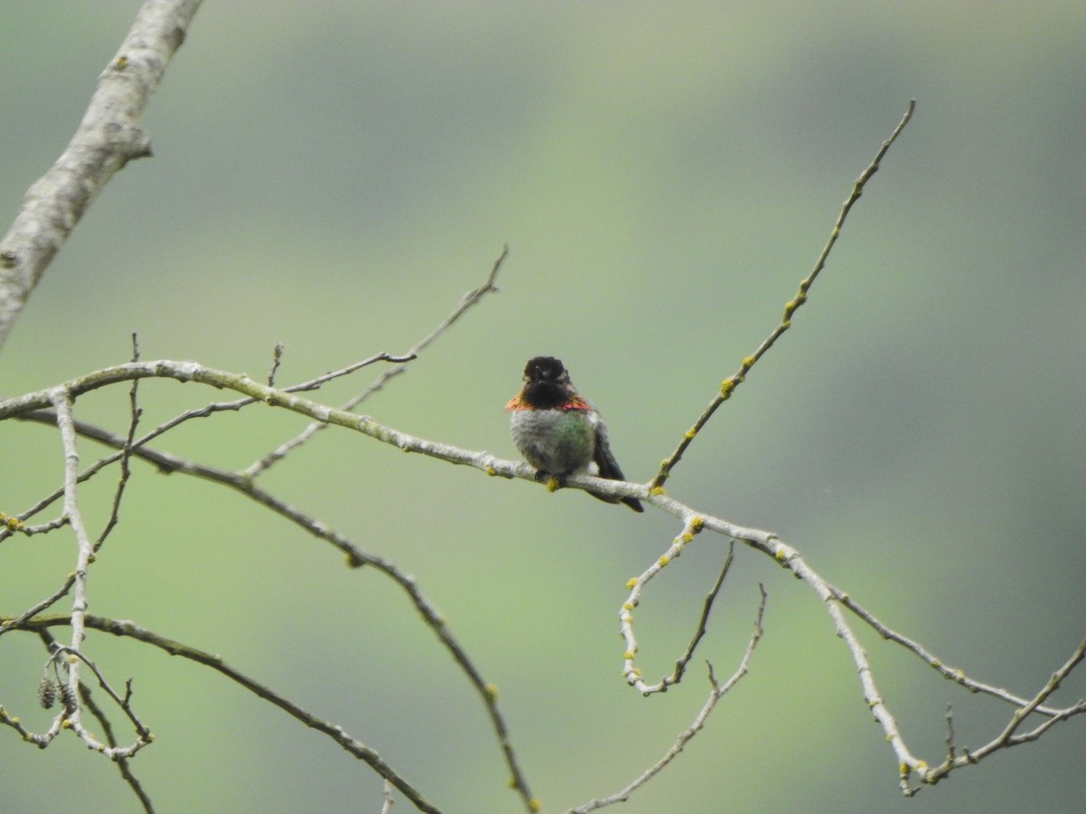 Colibrí de Anna - ML620696346