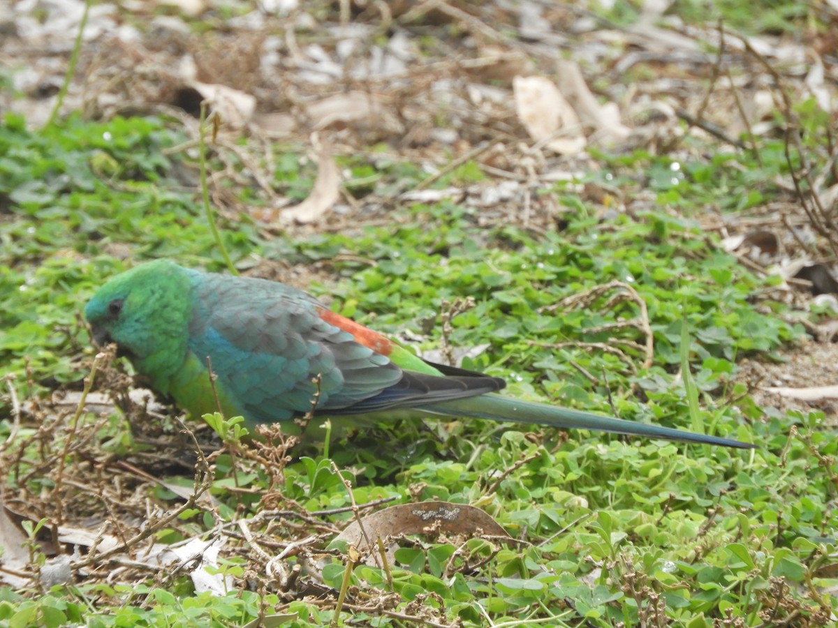 Red-rumped Parrot - ML620696347