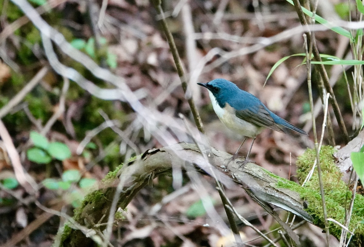 Siberian Blue Robin - ML620696350