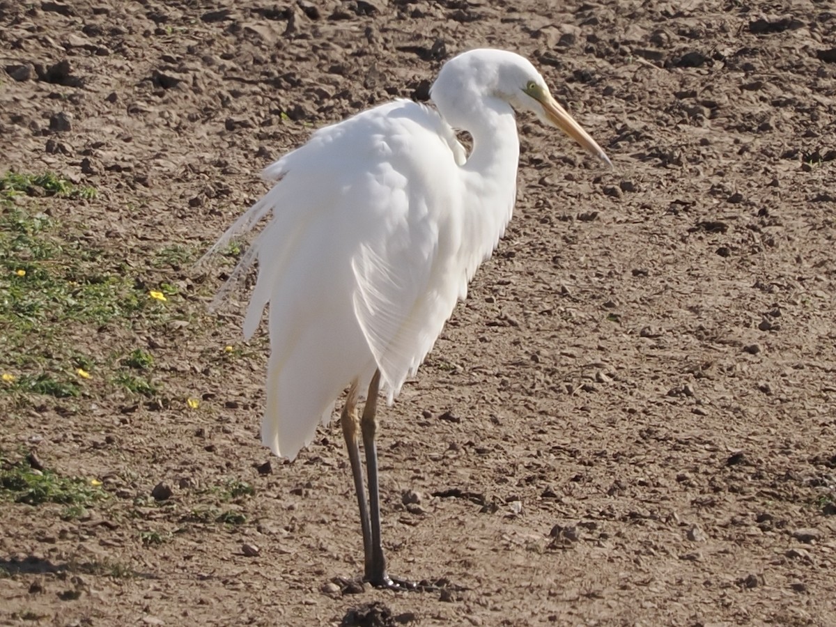 Great Egret - ML620696352