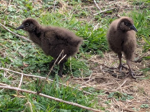 Rascón Weka - ML620696354