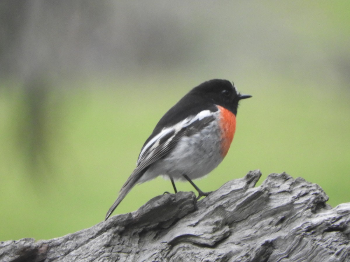 Scarlet Robin - ML620696357