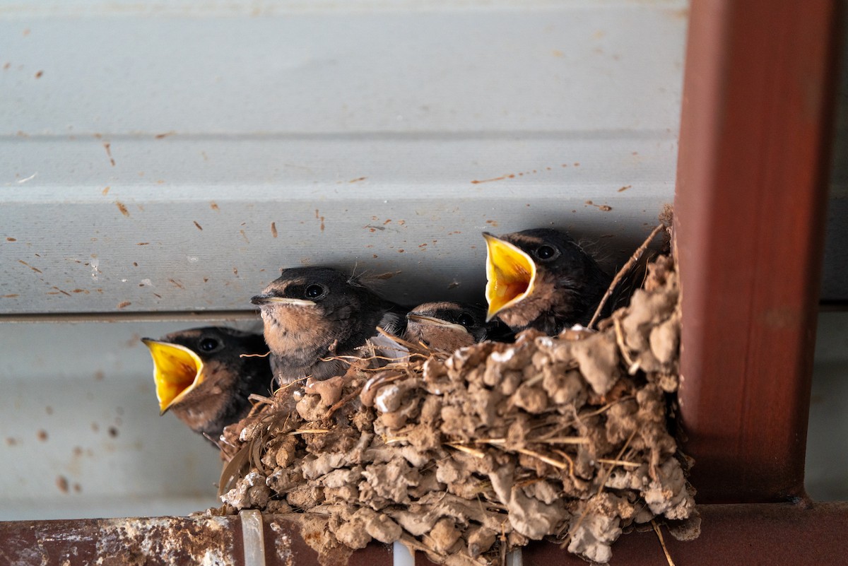 Barn Swallow - ML620696359