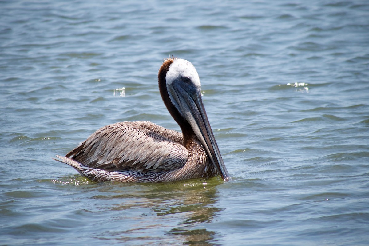 Brown Pelican - ML620696361