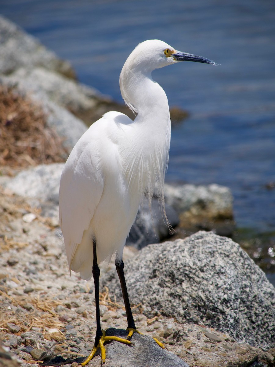 Snowy Egret - ML620696374