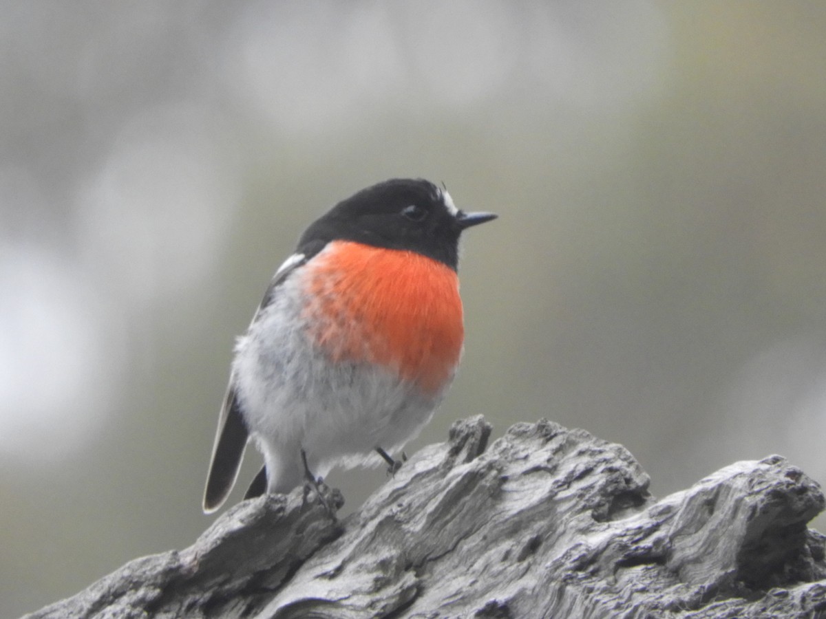 Scarlet Robin - ML620696375