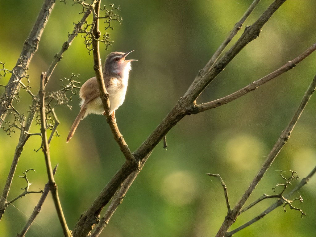 brunryggprinia - ML620696376