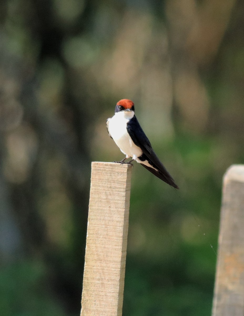 Wire-tailed Swallow - ML620696377