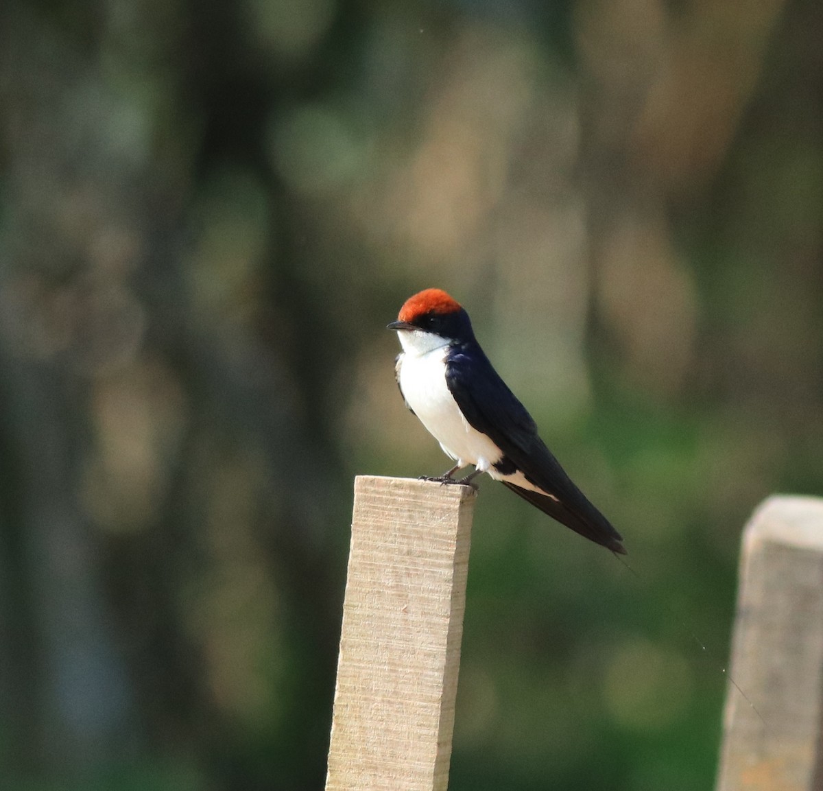 Wire-tailed Swallow - ML620696378