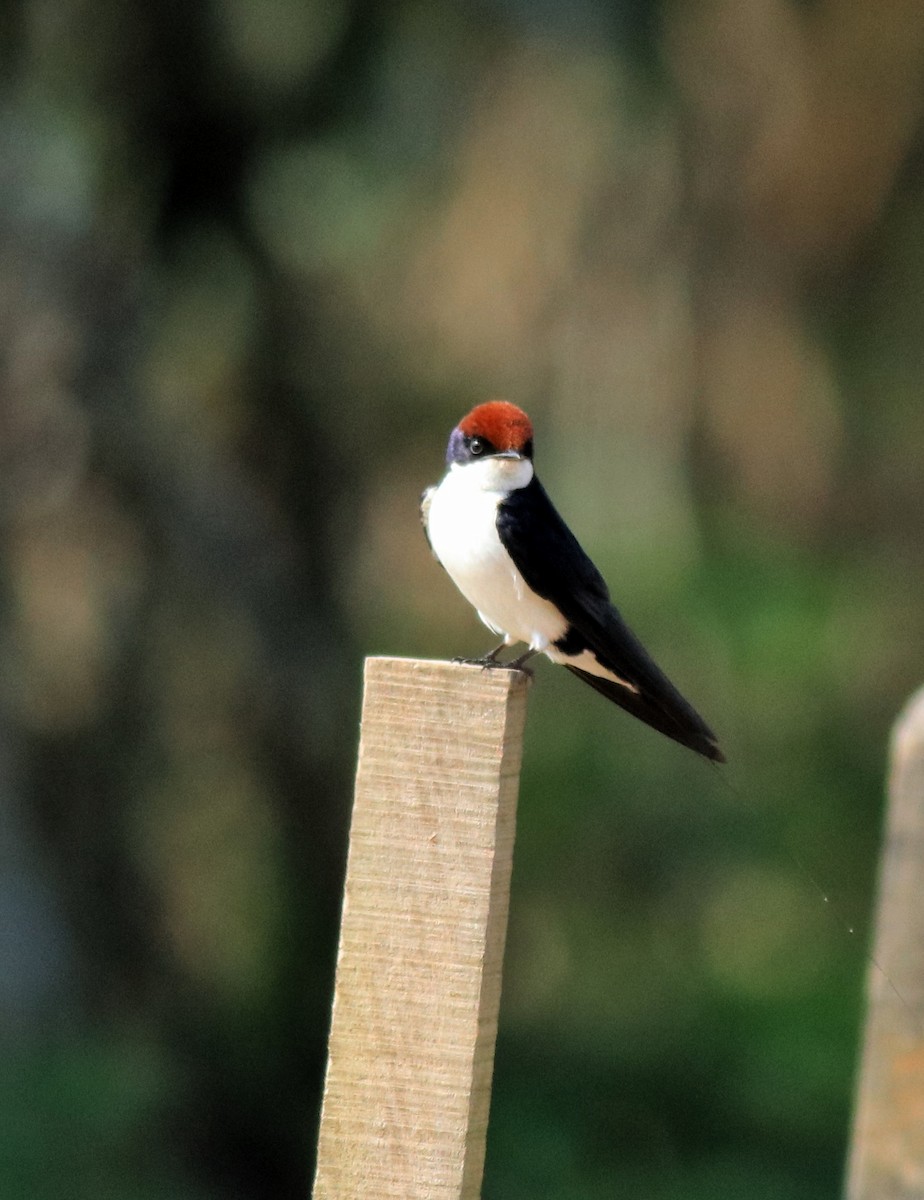 Wire-tailed Swallow - ML620696379