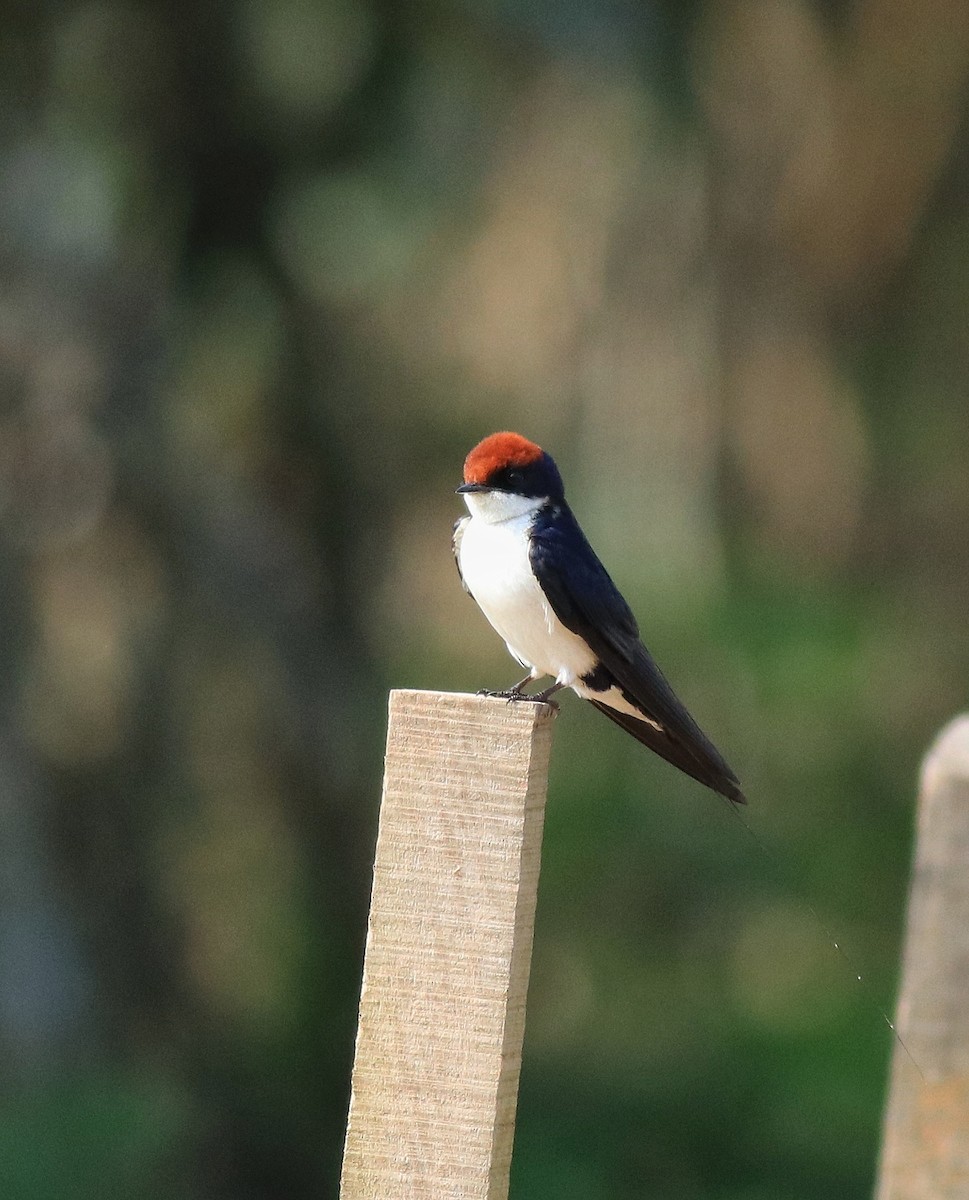 Wire-tailed Swallow - ML620696380
