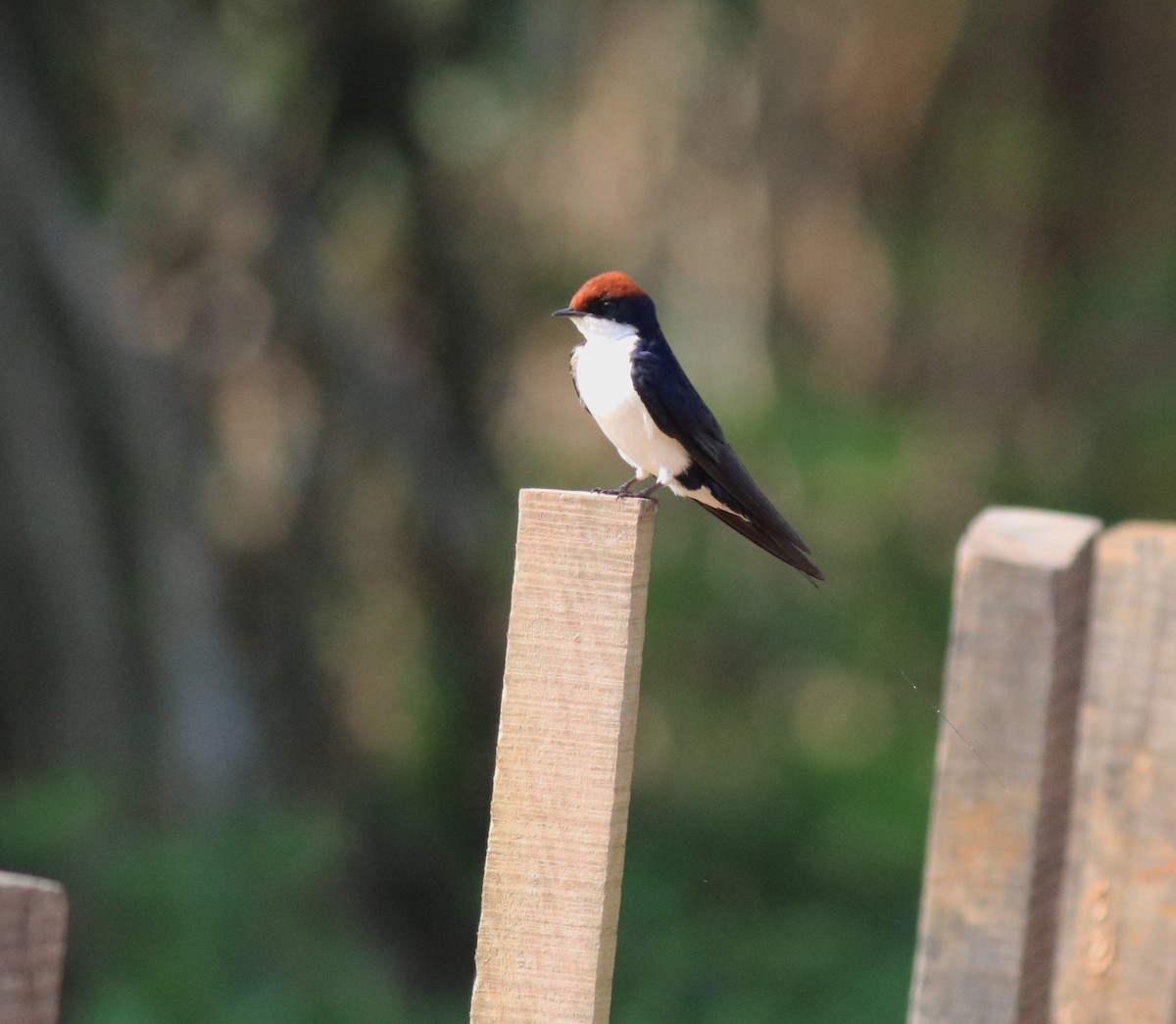 Wire-tailed Swallow - ML620696381