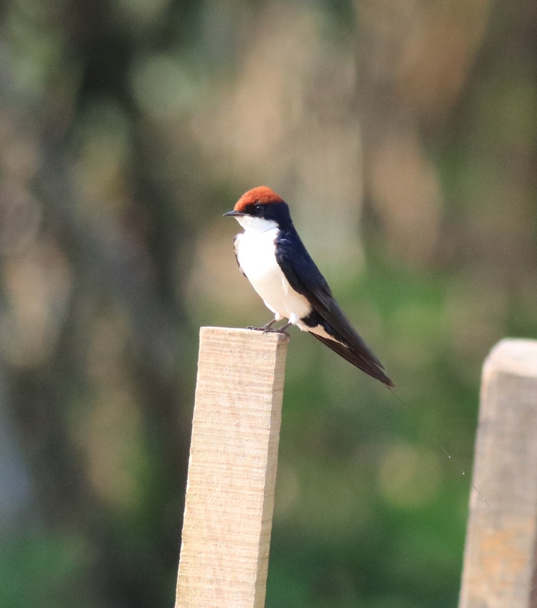 Wire-tailed Swallow - Afsar Nayakkan