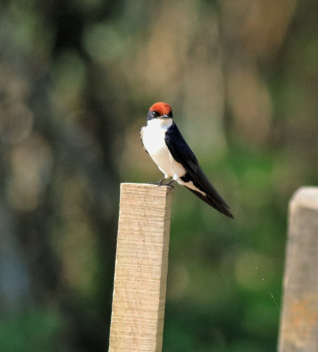 Wire-tailed Swallow - ML620696383