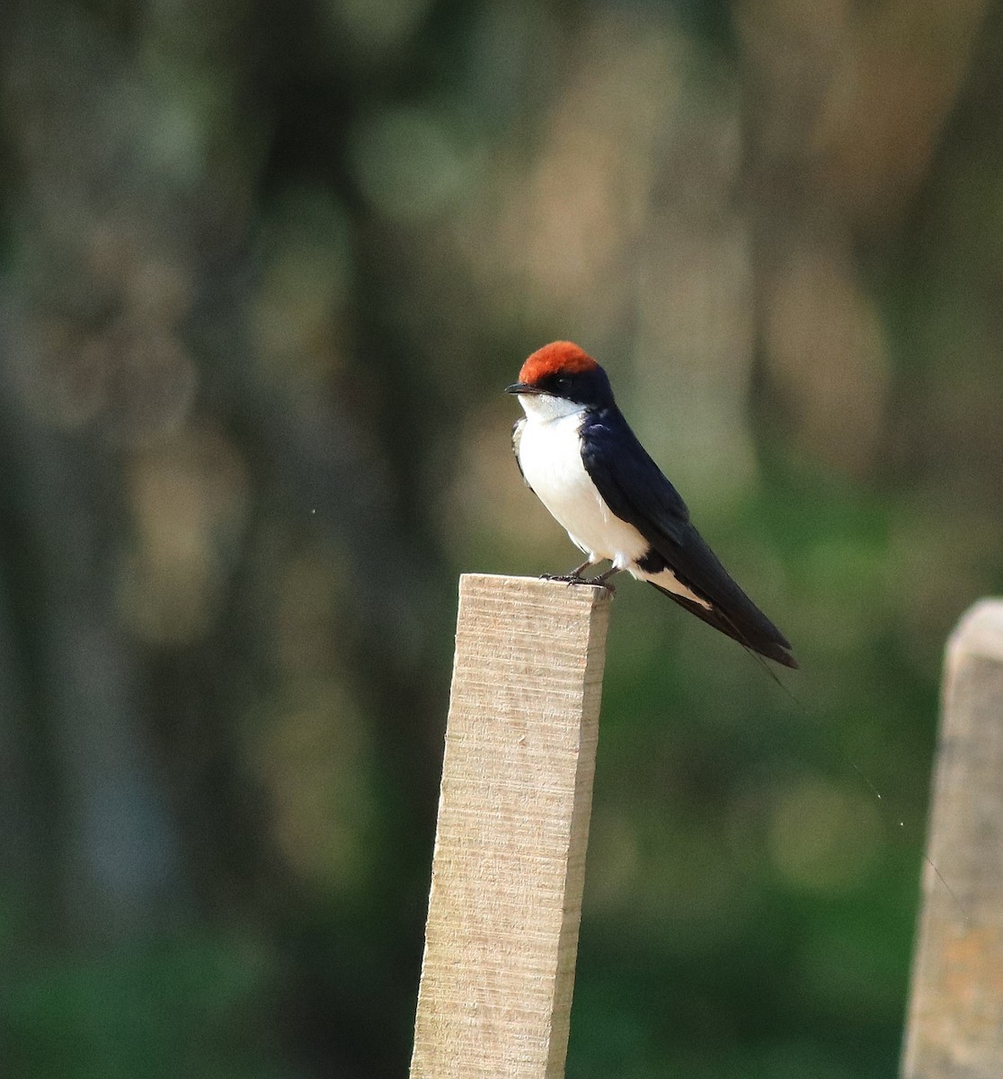 Wire-tailed Swallow - ML620696384