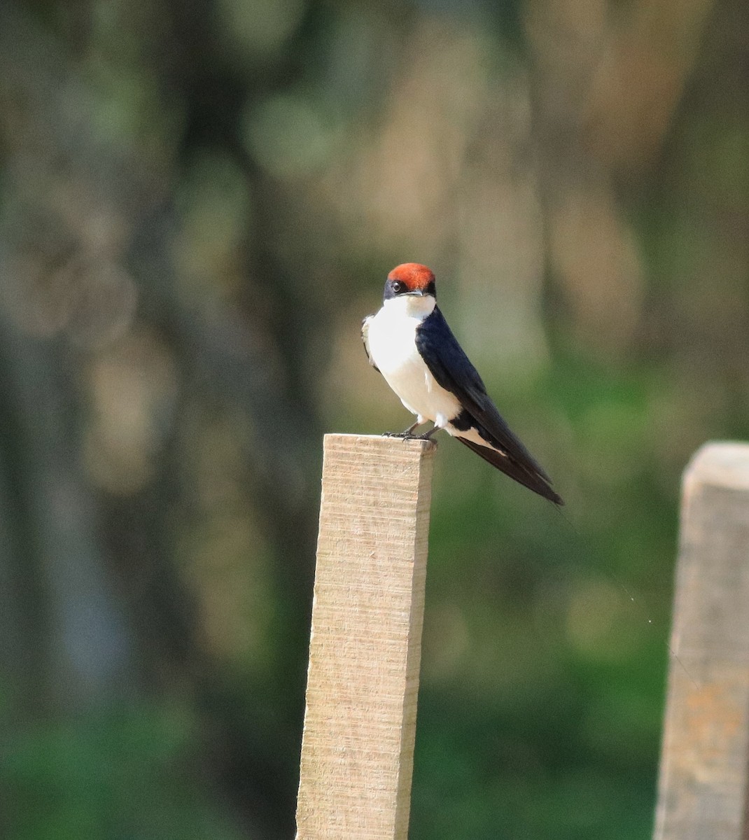 Wire-tailed Swallow - ML620696385