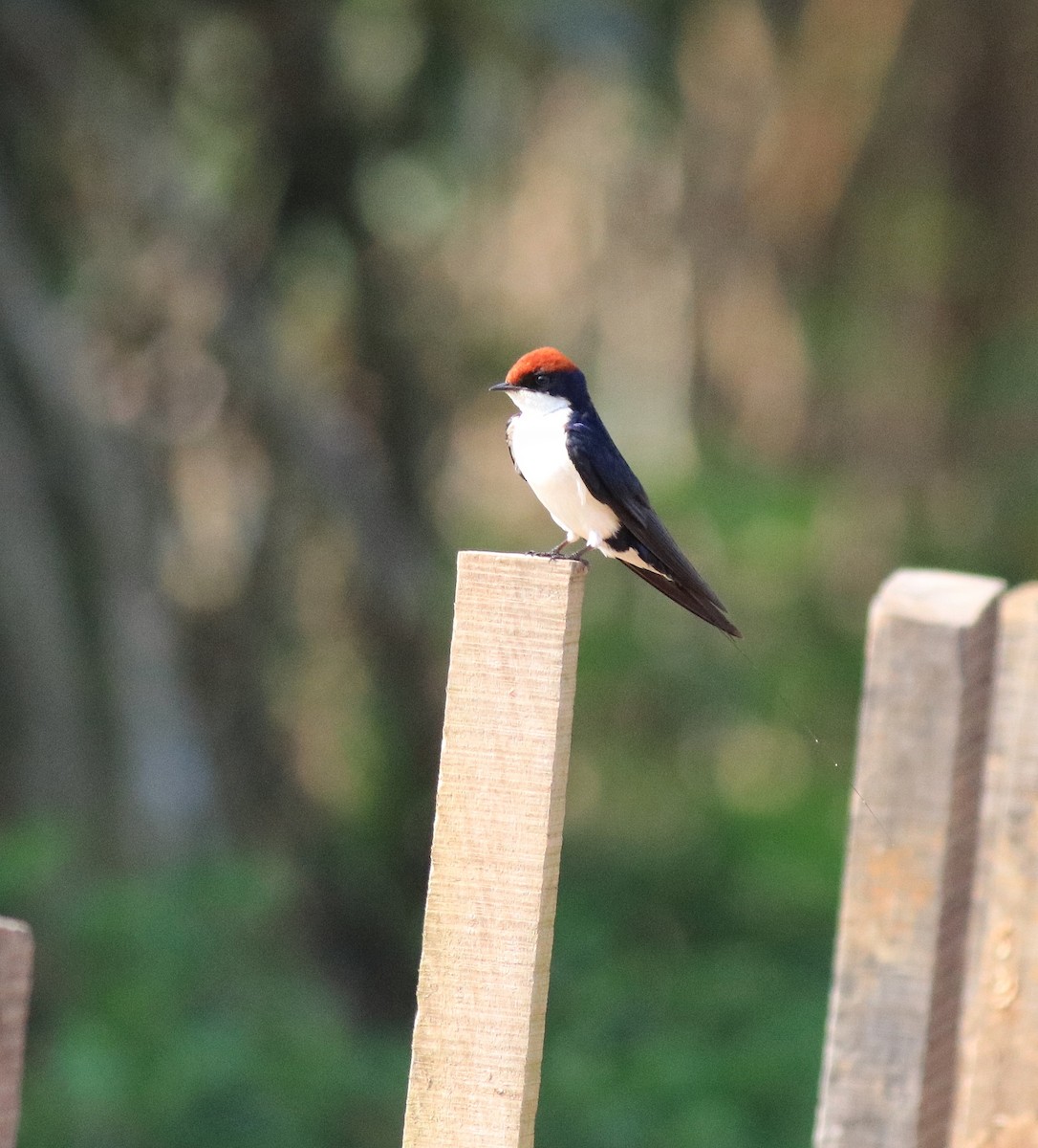 Wire-tailed Swallow - ML620696386