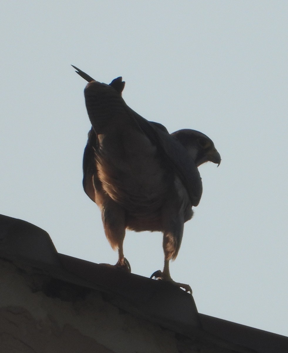 Lanner Falcon - ML620696388