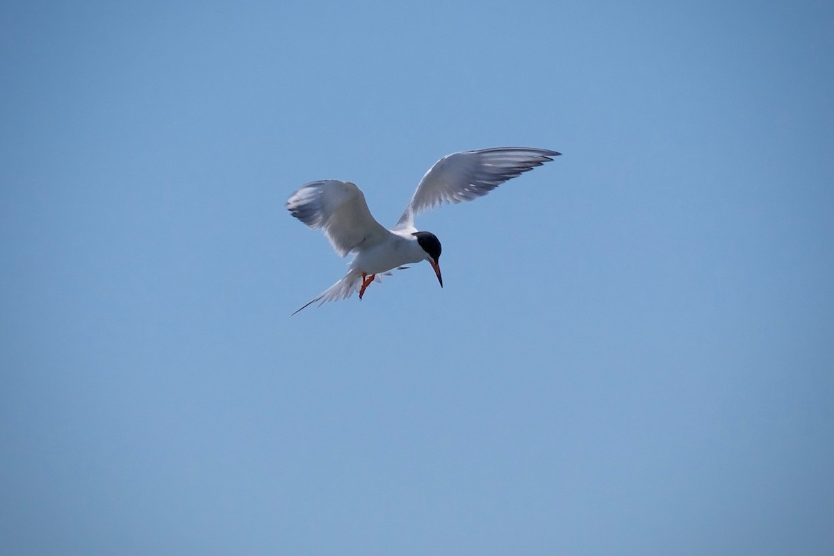 Forster's Tern - ML620696392