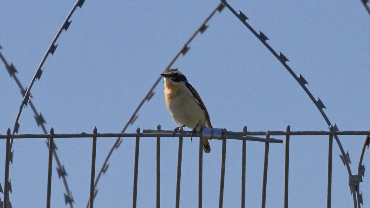 Whinchat - ML620696400