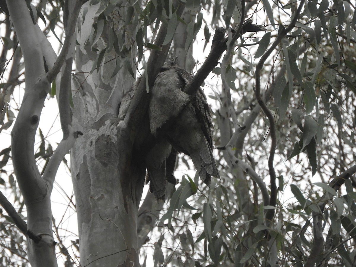 Tawny Frogmouth - ML620696402