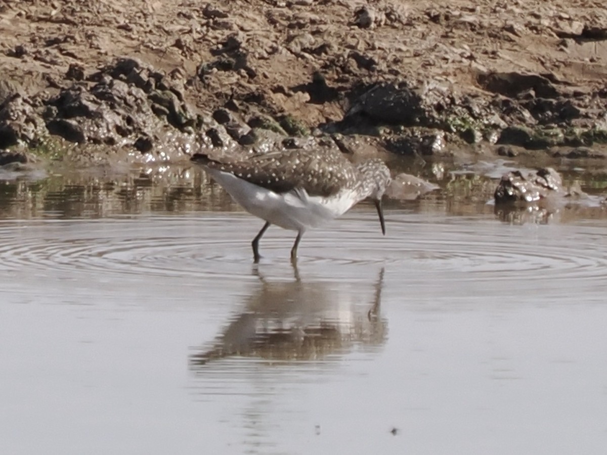 Waldwasserläufer - ML620696410