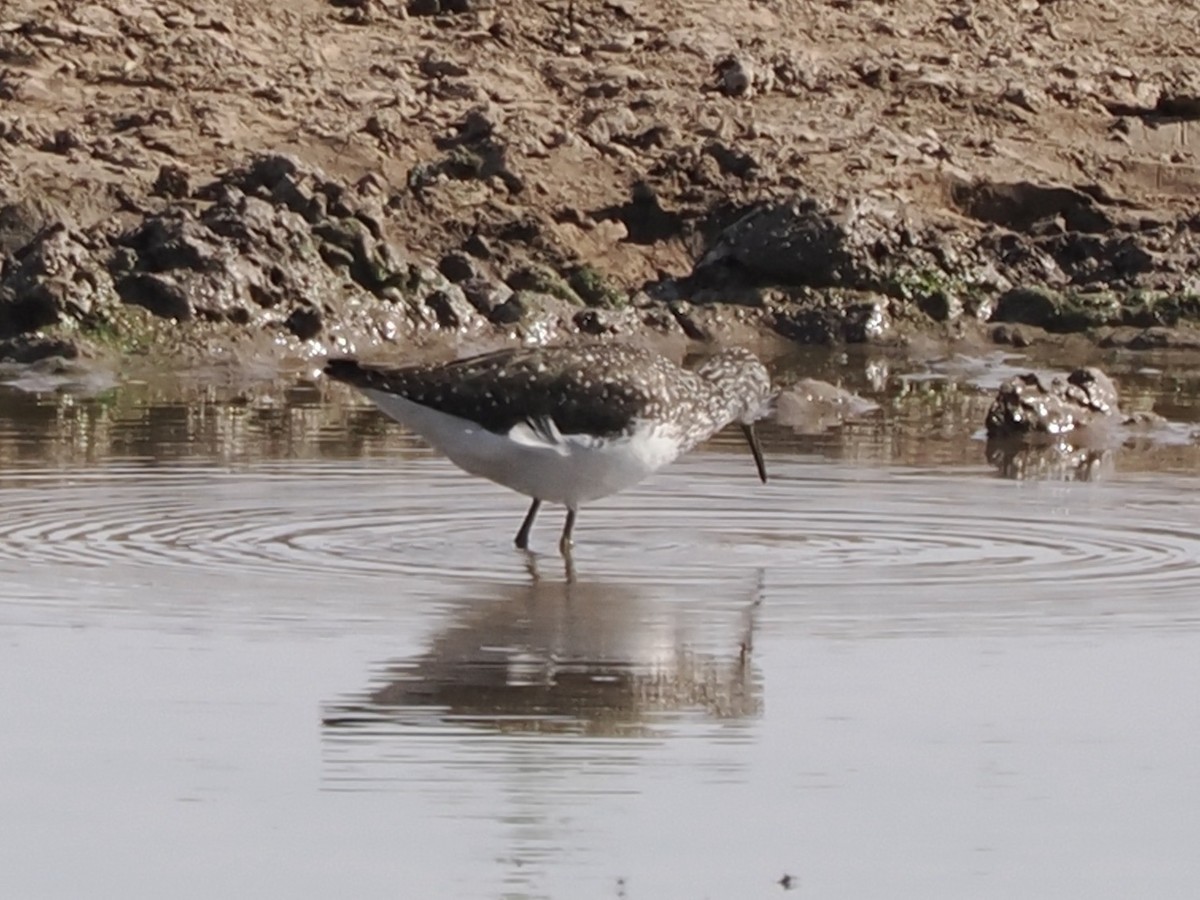 Green Sandpiper - michael Beer