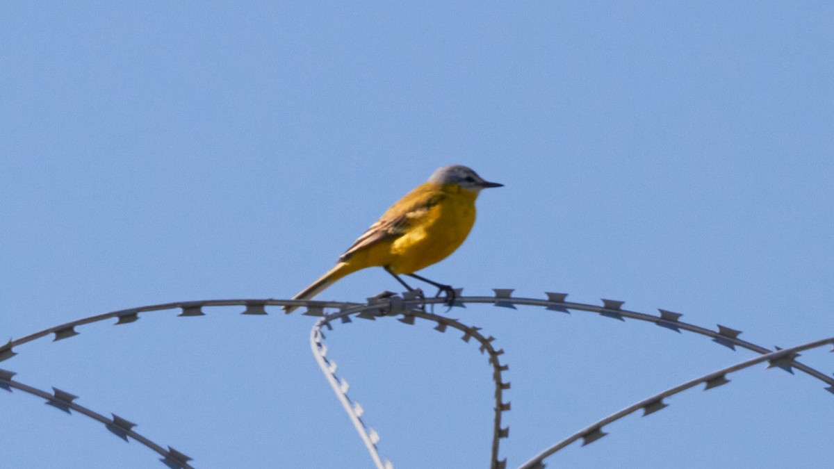 Western Yellow Wagtail - ML620696412