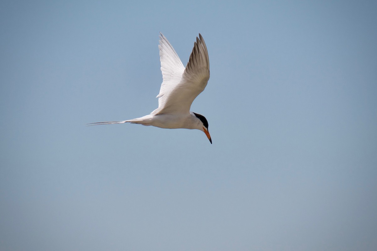 Forster's Tern - ML620696413