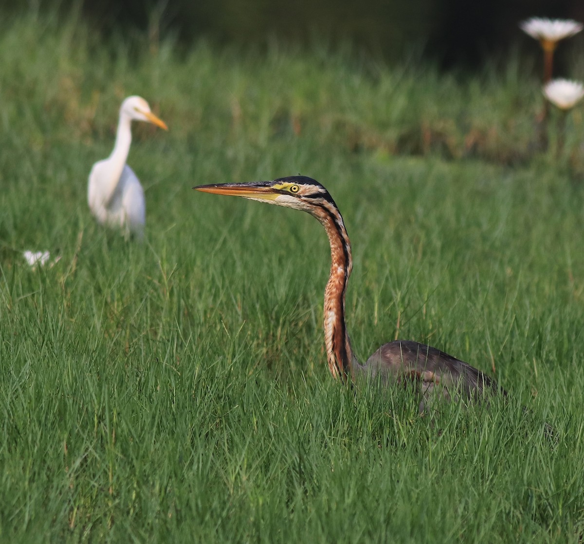 Purple Heron - ML620696415