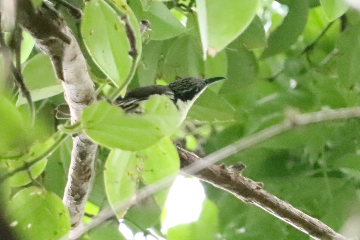 Rhabdornis à tête striée - ML620696418