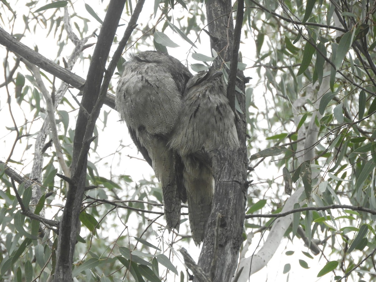 Tawny Frogmouth - ML620696420