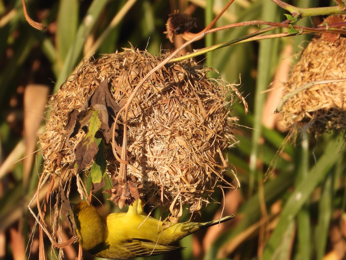 Holub's Golden-Weaver - ML620696427