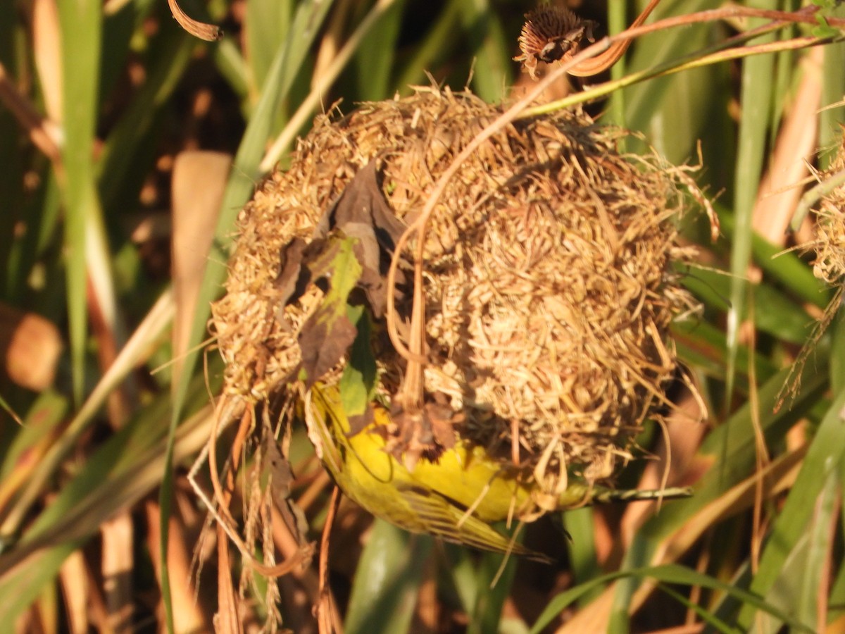 Holub's Golden-Weaver - ML620696429