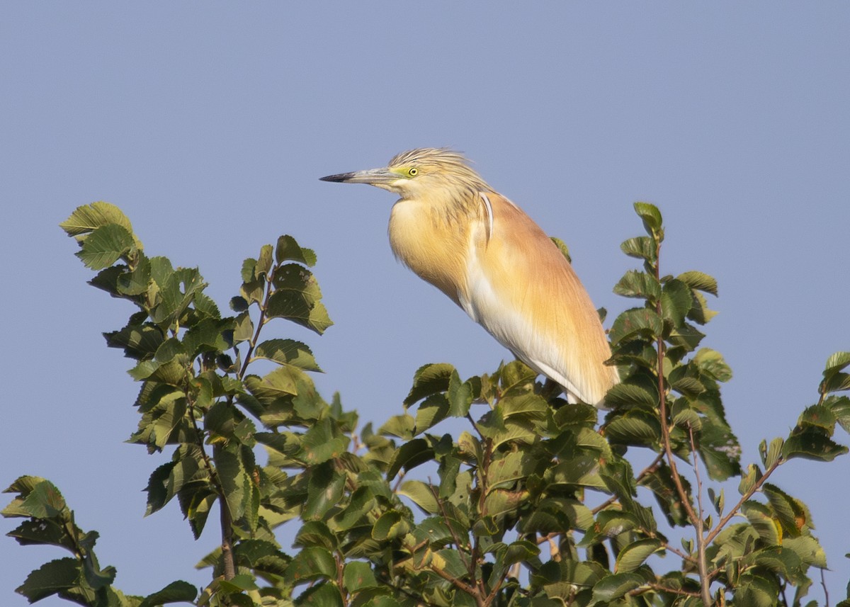 Squacco Heron - ML620696432